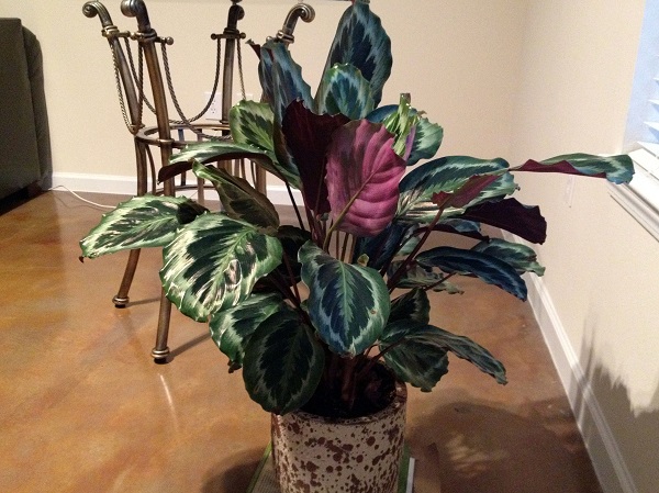 Indoor prayer plant