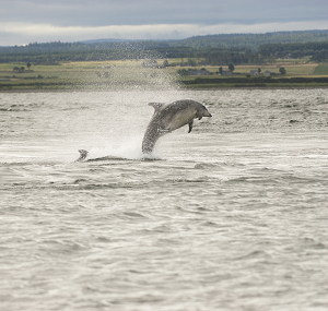 Noss Island dolphins for sailing and wildlife Towergate