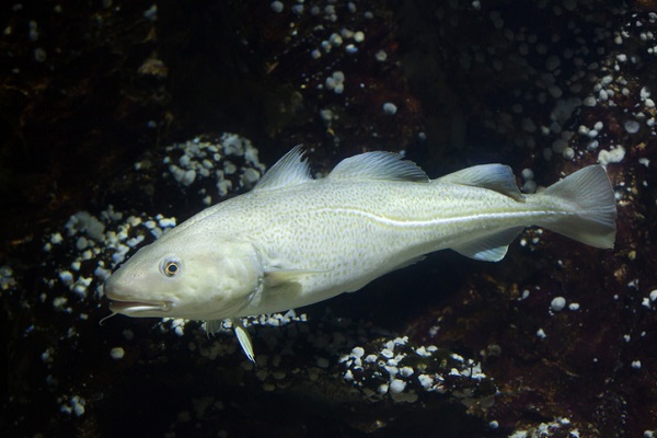 Cod fish