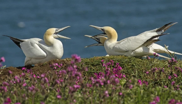 Gannets, Seabird Spectacular Yorkshire Towergate