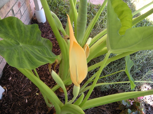 Elephant ear plant with flower