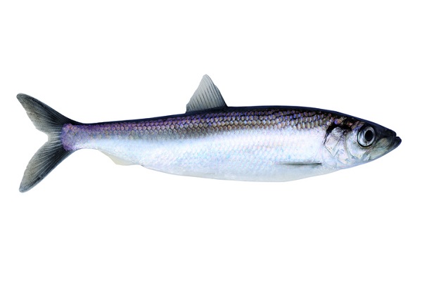 Herring fish