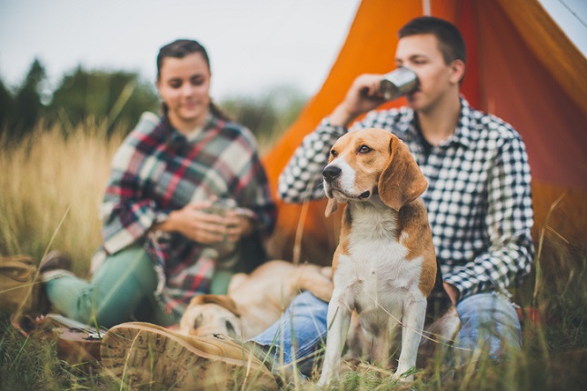 Dog friendly campsite