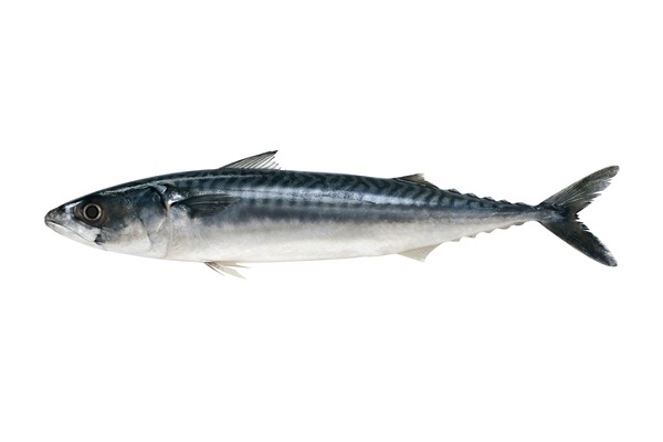 Mackerel fish