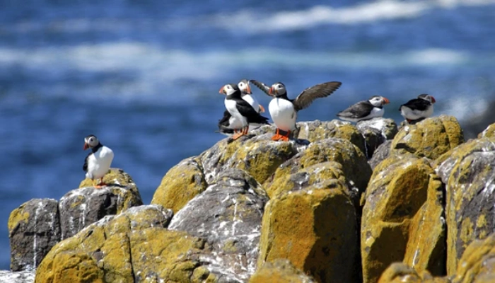 Lundy Island Puffins, wildlife hotspot Towergate