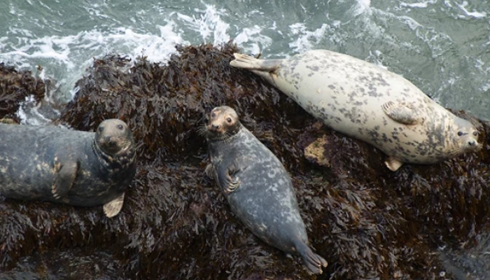 Coastal paths for seal spotting at Cardigan Bay