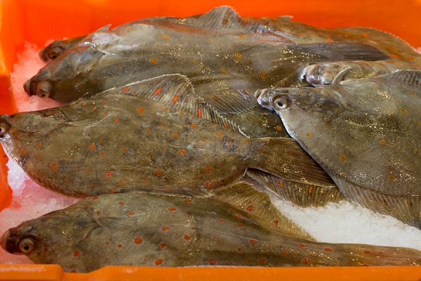 Plaice fish