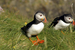 Puffins, Puffin Fest North Berwick, Towergate