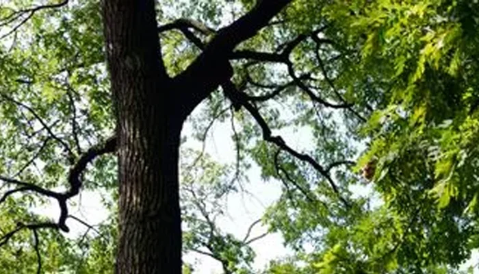 oak tree canopy