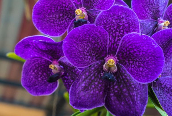 Purple orchids