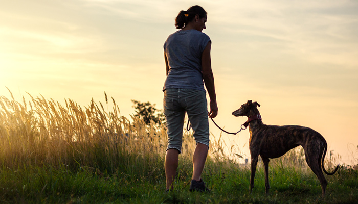 Dog Walker And Dog In Twilight