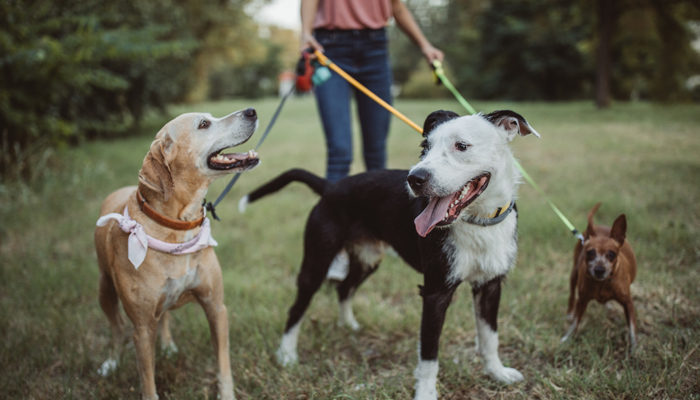 Dogs Out With Walker