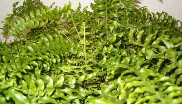 Close up of Nephrolepis exaltata plant